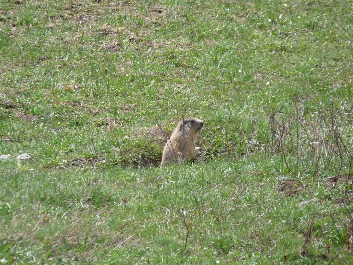 Les Marmottes D Estenc Exteriör bild